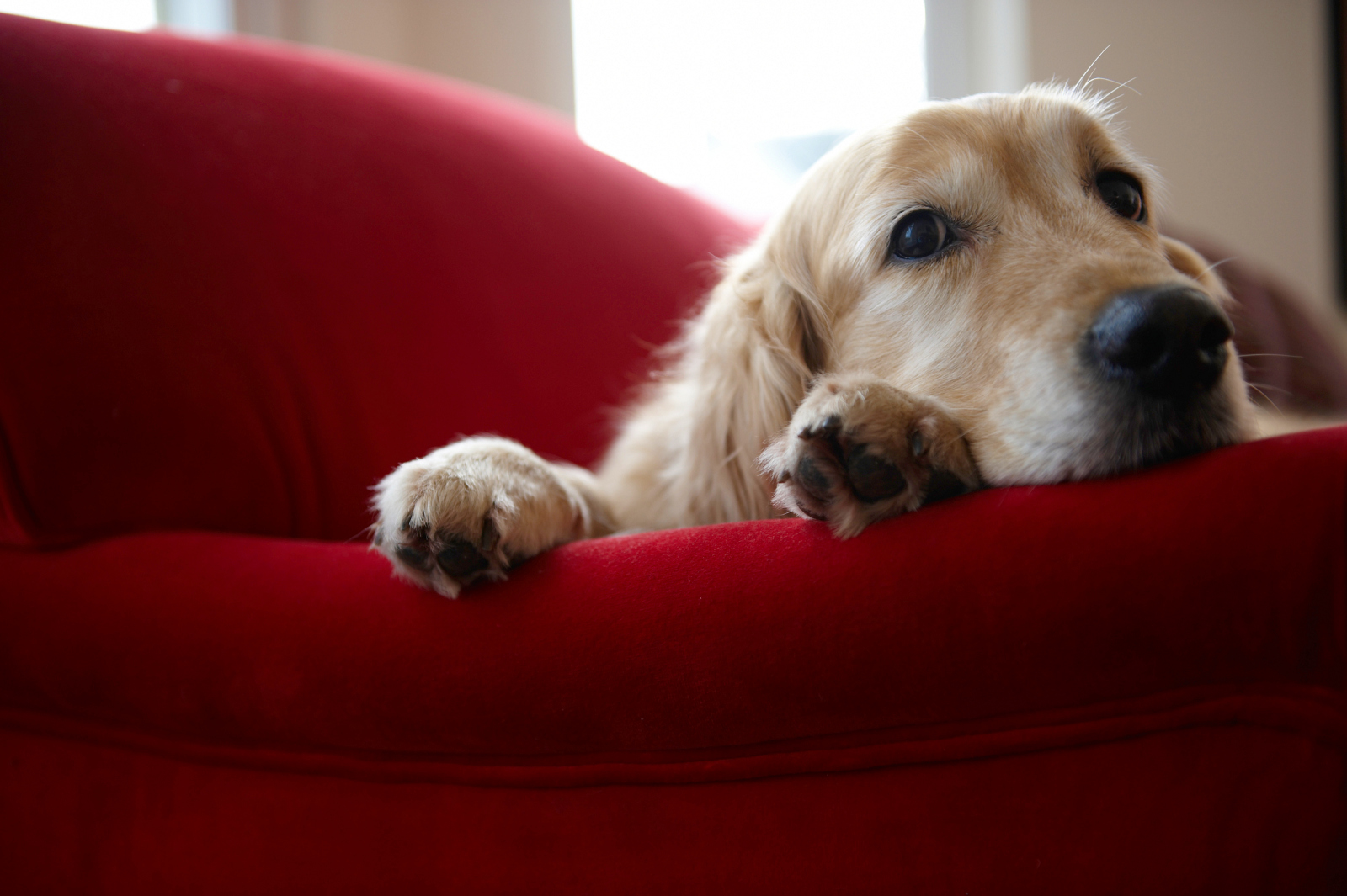 Ideas para decorar tu casa si tienes una mascota