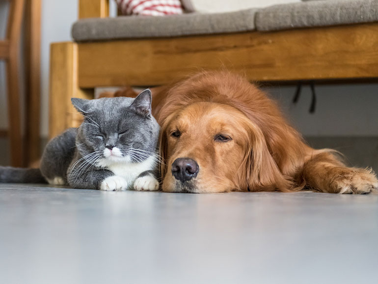 Los mejores consejos para alquilar vivienda si tienes una mascota